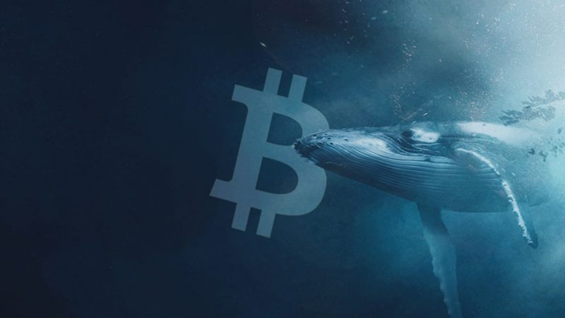 On-chain tracking: Whale moves $244 million in Bitcoin to exchanges