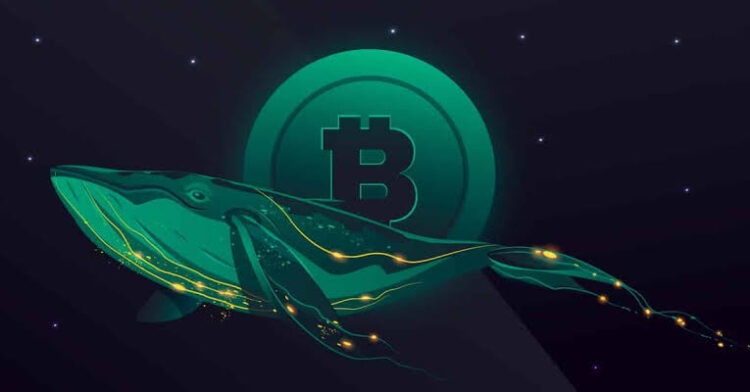 On-chain tracking: Bitcoin whales actively receive goods